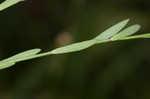 Stiff yellow flax